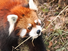 レッサーパンダ　3