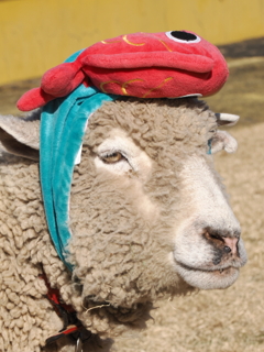 ヒツジ顔アップ　