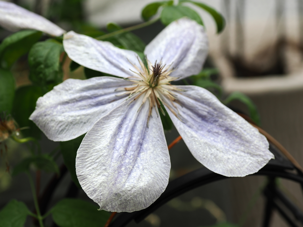 ぐんまフラワーパーク