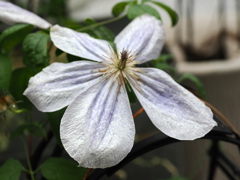 ぐんまフラワーパーク