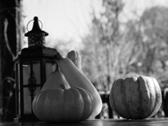 カボチャとランタン  4