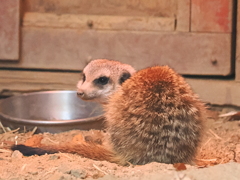 ミーアキャット