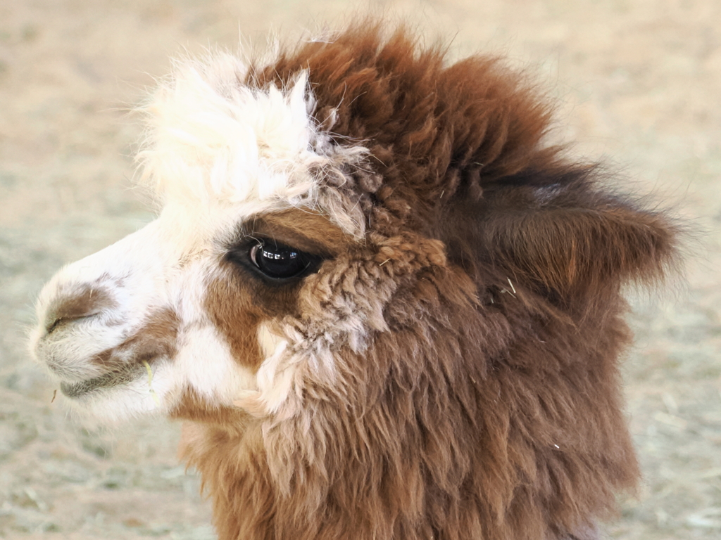 アルパカ　横顔
