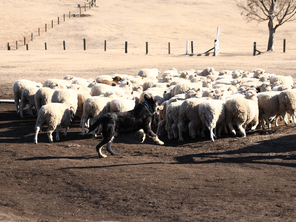 シープドッグショー 5