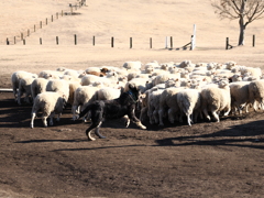 シープドッグショー 5