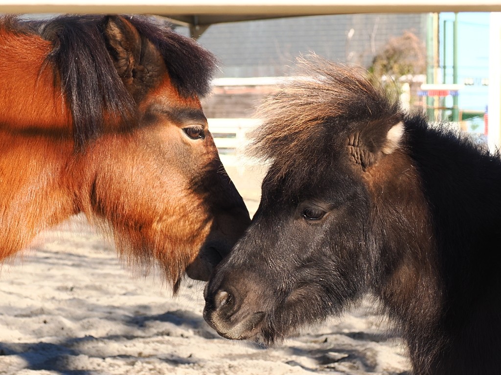 仲の良いウマ
