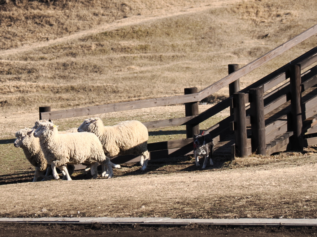 シープドッグショー 7