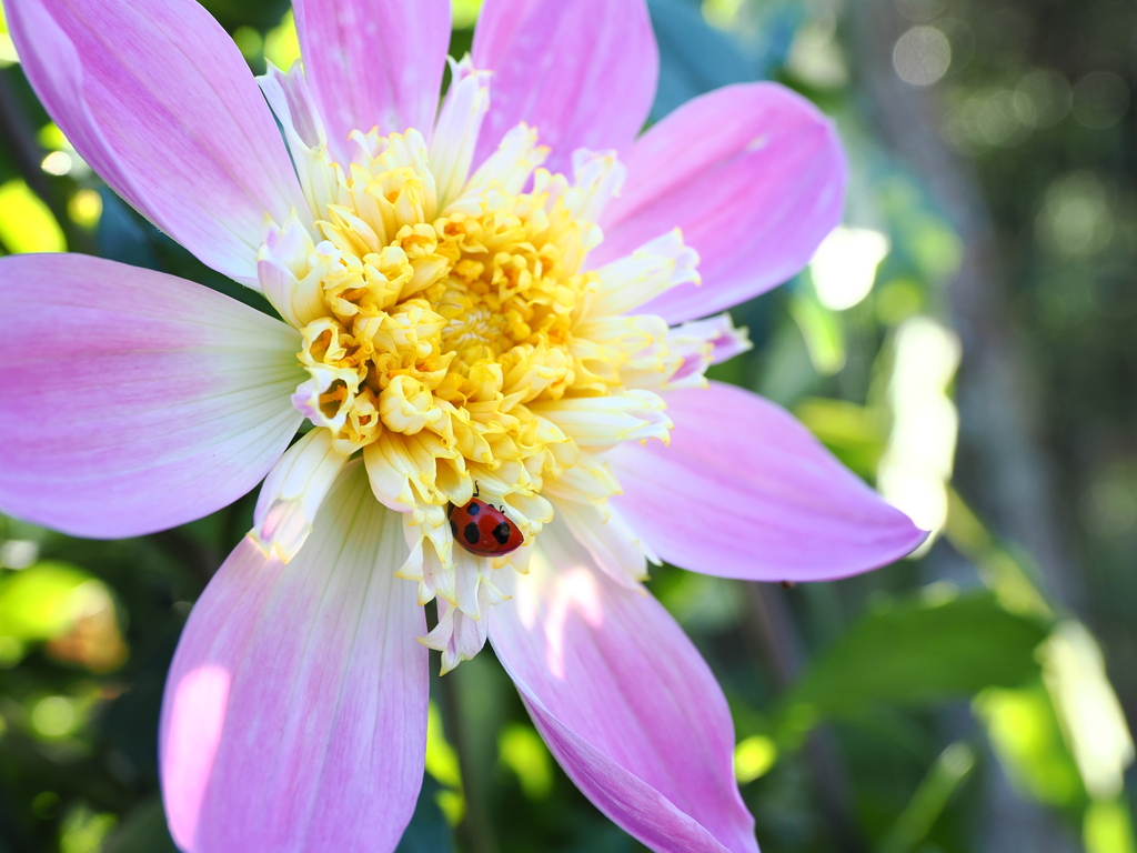 ダリアとてんとう虫