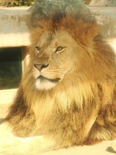 ライオン　1