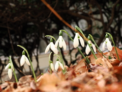 スノードロップ　5