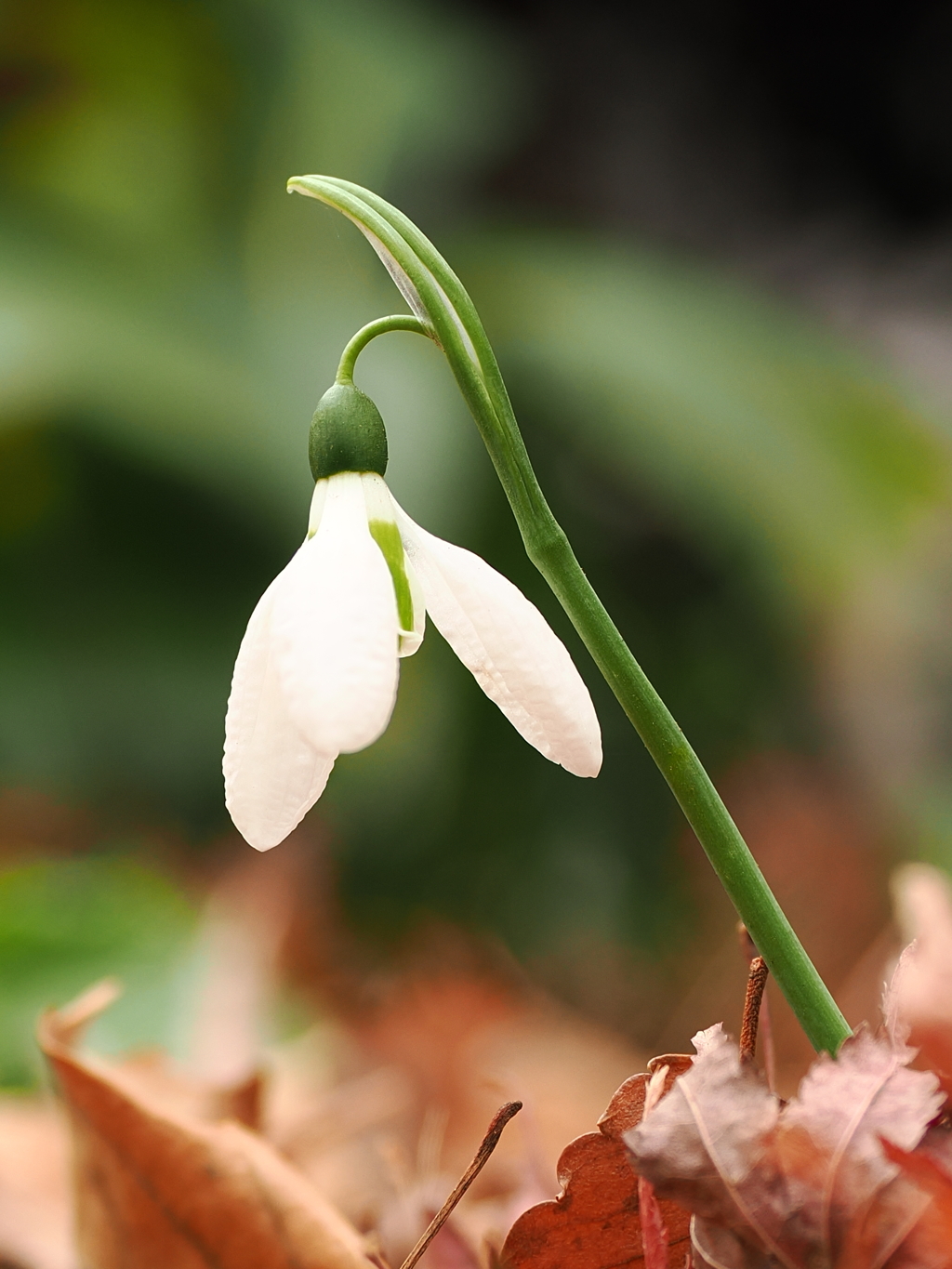 スノードロップ　3