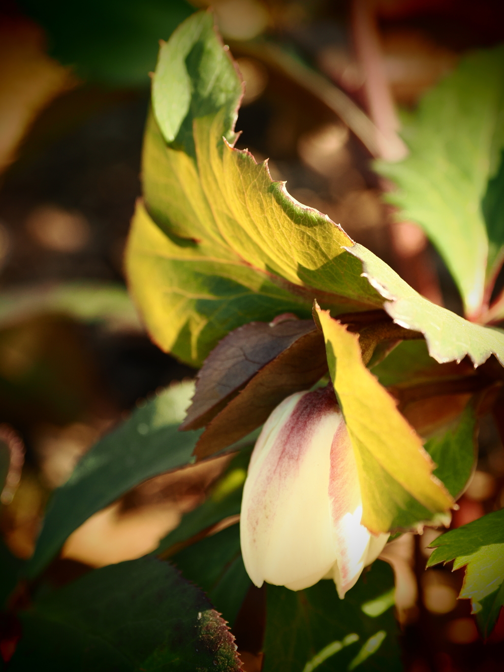 クリスマスローズ 2