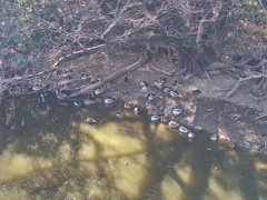 カモの溜まり場