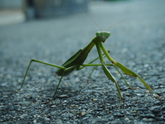 家のカマキリ