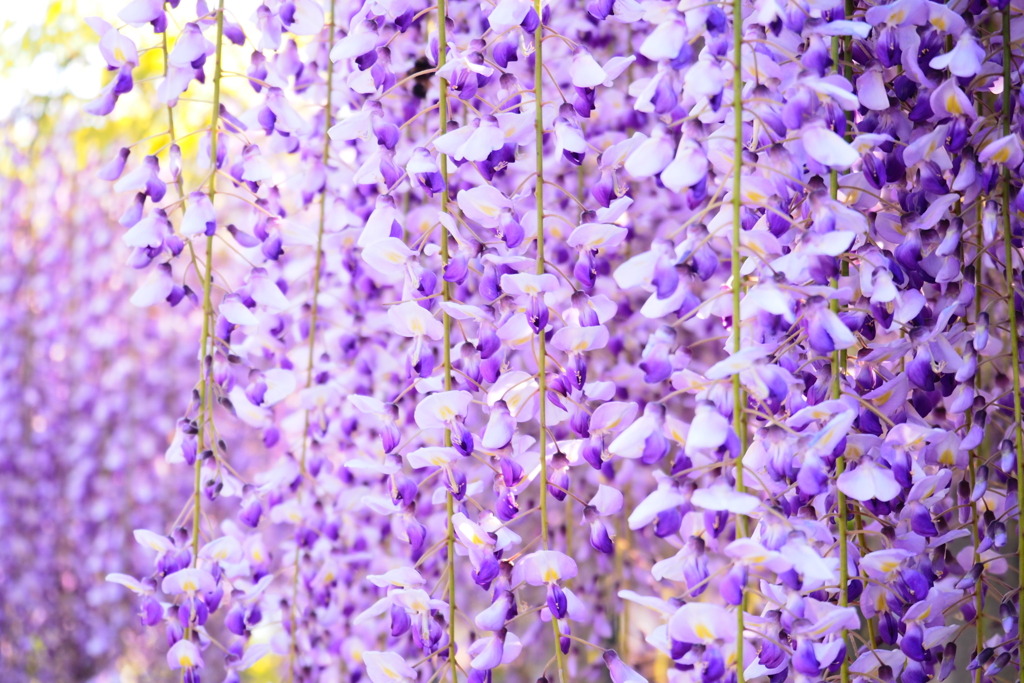 「藤の帳(とばり)」 by モノノフ (ID:13490703) - 写真共有サイト:PHOTOHITO