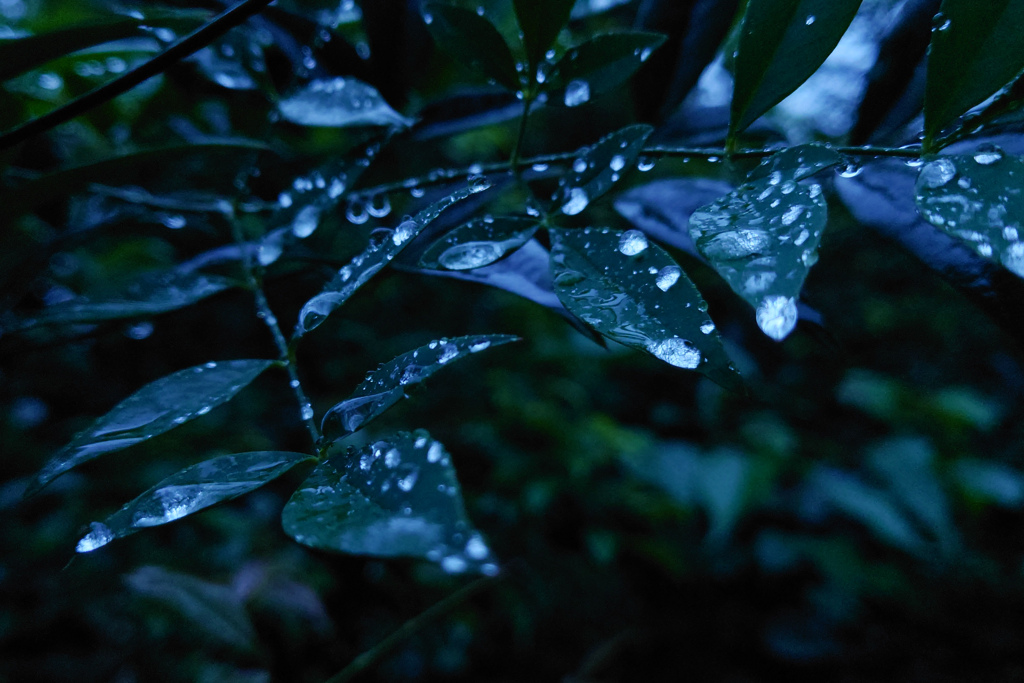 水滴る