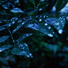 水滴る