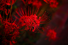 道端の彼岸花