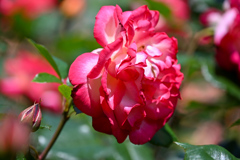 薔薇