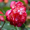 薔薇