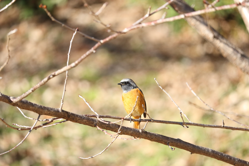 ジョウビタキ オス