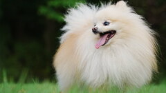 犬の気持ち