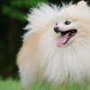 犬の気持ち