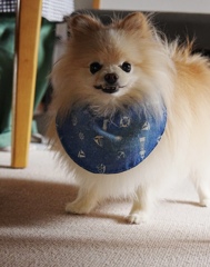 犬の気持ち