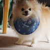 犬の気持ち