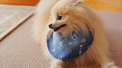 犬の気持ち