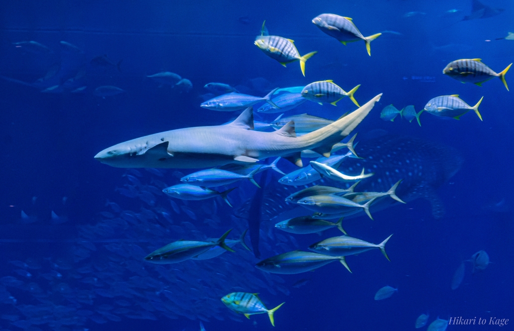 人の癒やし、魚の檻