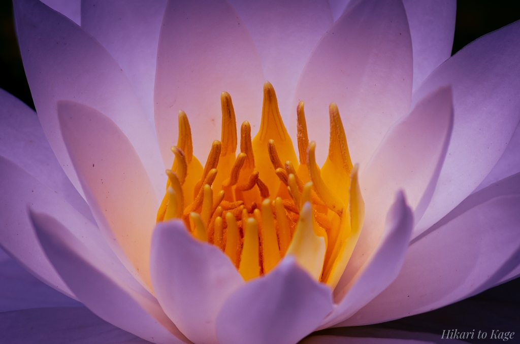 妖艶：浄化か、汚染か