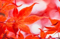 赤の鼓動 赤の鼓動