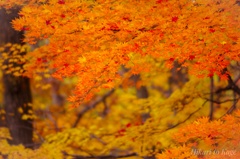 琥珀の記憶 琥珀の記憶