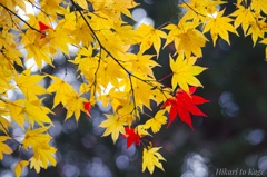 不協和の赤 不協和の赤