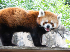 レッサーパンダ