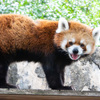 レッサーパンダ