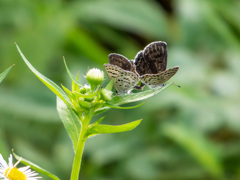 シジミチョウの交尾