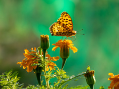 ツマグロヒョウモン