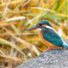 カワセミ