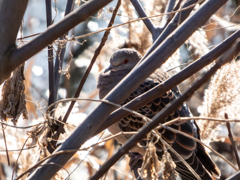 冬枯れに垣間見る