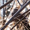 冬枯れに垣間見る