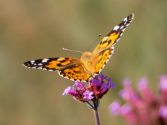 ヒメアカタテハ