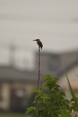DSC04686