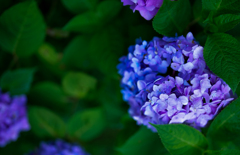 寺で見た紫陽花