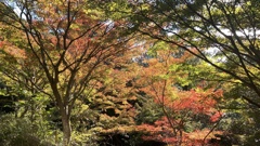 大福山の紅葉