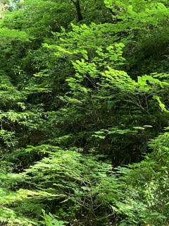 高尾山