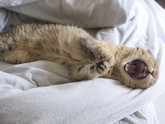うたたね