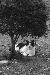野良猫も必死に生きてる