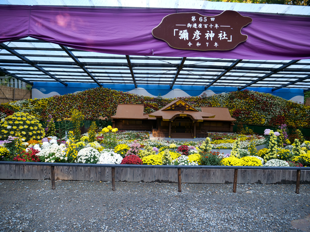 弥彦神社 菊まつり_1